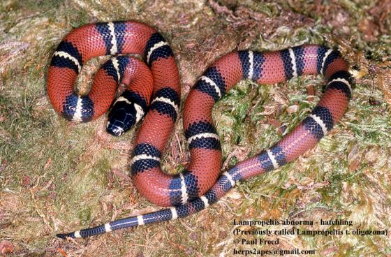 serpiente de color rojo con anillos negros y blancos