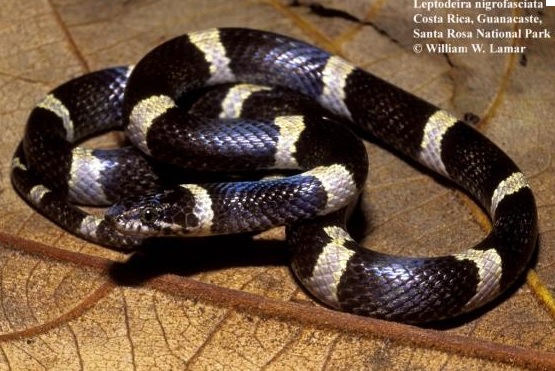 serpiente negra con anillos blancos