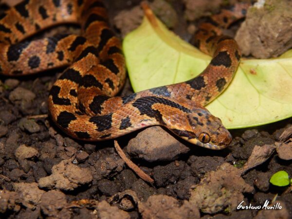 Leptodeira rhombifera serpiente beige con manchas café circulares