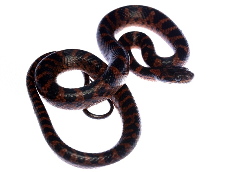 serpiente naranja con franjas negras