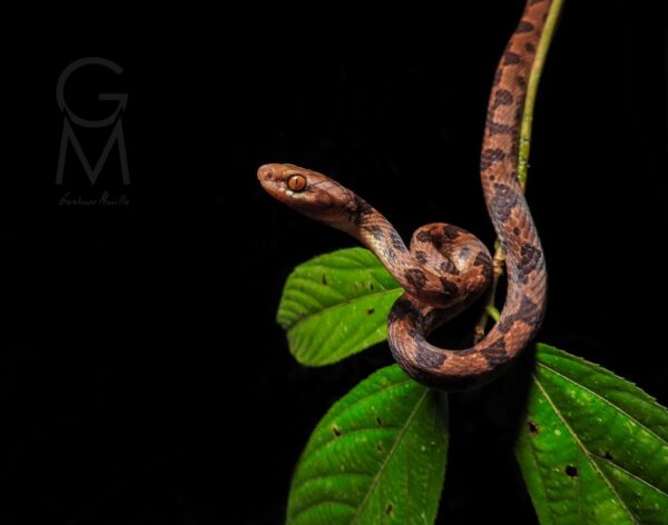 serpiente beige con manchas negras