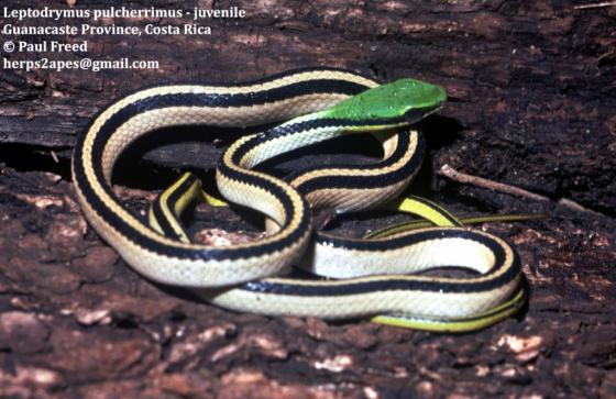 serpiente blanca de cabeza verde con franjas negras