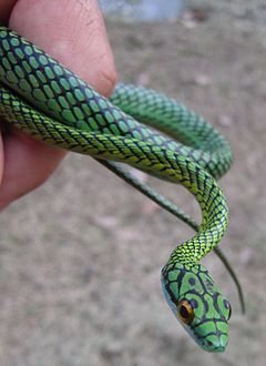 serpiente verde con vientre amarillo y puntos negros