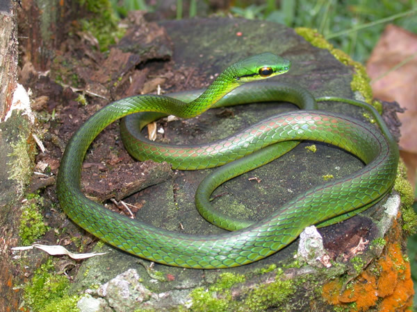 serpiente verde con mancha negra en los ojos