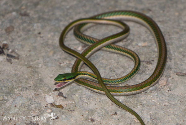 serpiente verde con puntos negros y café y vientre blanco