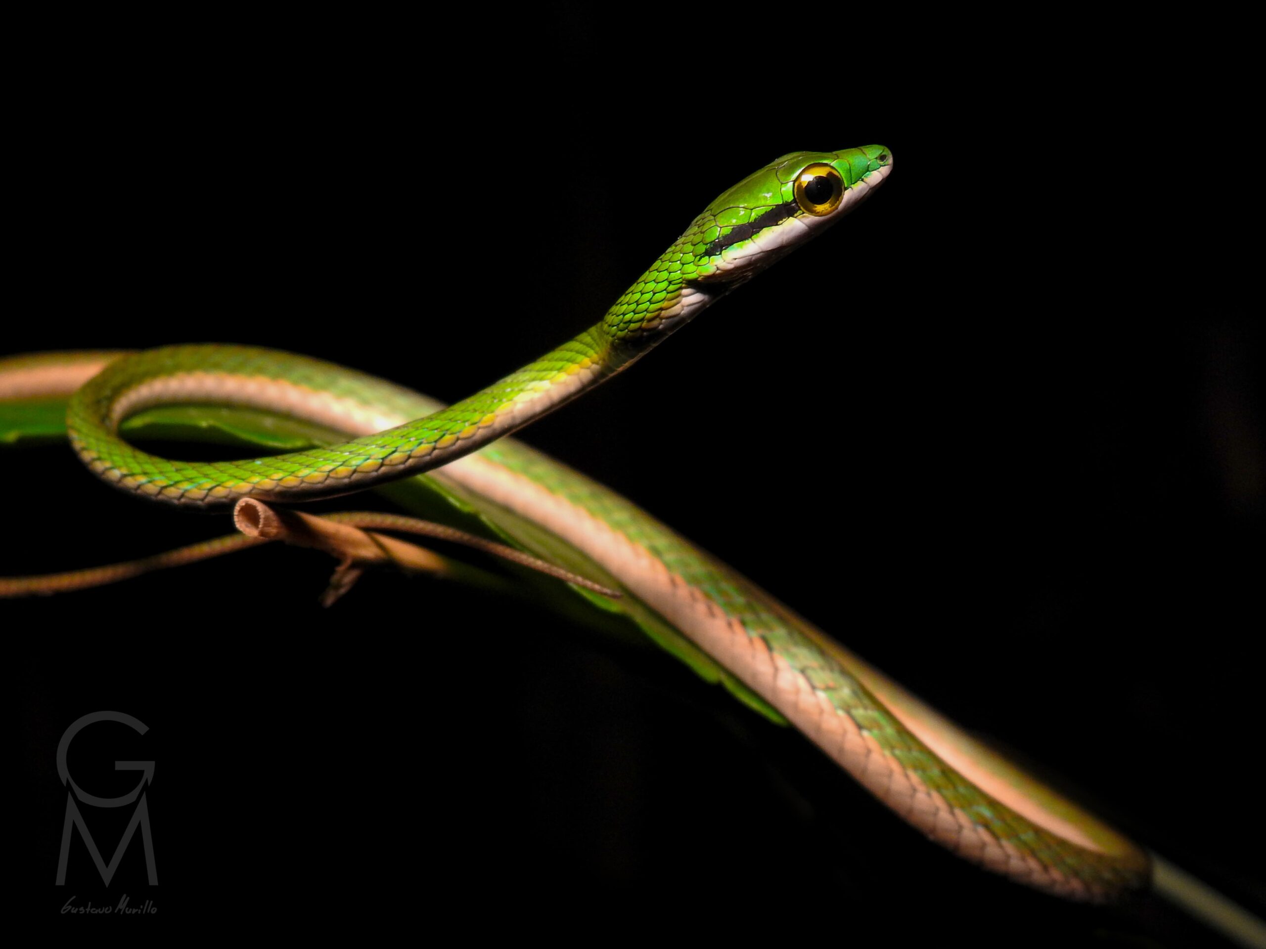 serpiente verde con una línea amarilla