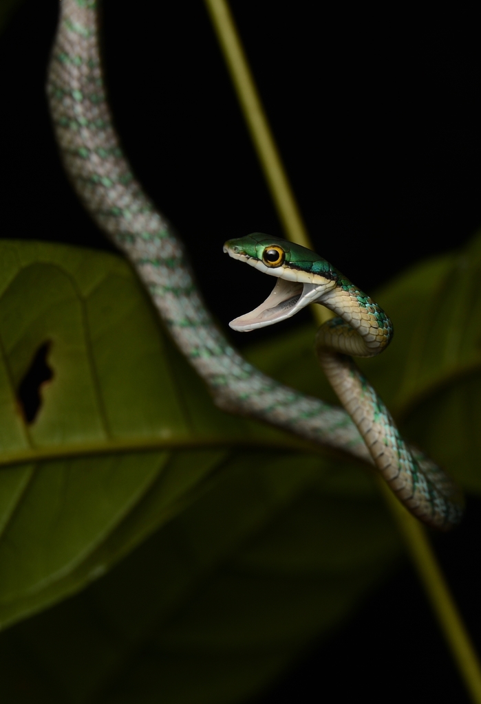 serpiente de cabeza verde y cola café