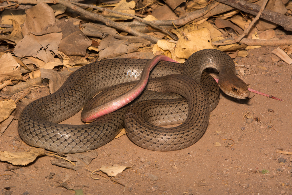 serpiente café con puntos negros