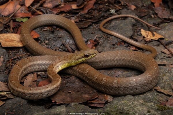 serpiente café con bandas beige