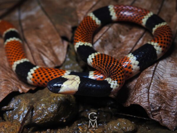 serpiente con anillos amarillos negros y rojos. Posee puntos negros sobre sus anillos rojos.