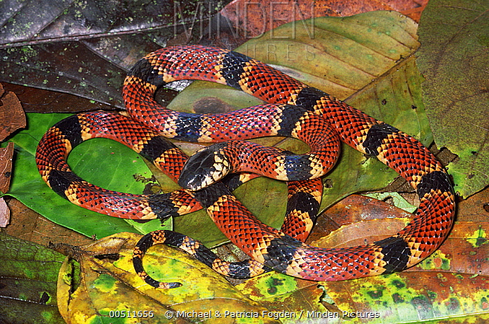 serpiente de cabeza negra con anillos rojo amarillo y negro