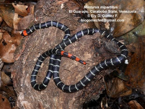 serpiente negra con anillos blancos y cola naranja