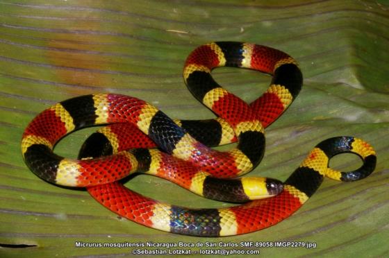 serpiente con anillos amarillo rojo y negro