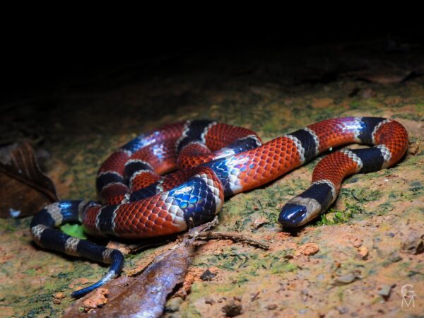 serpiente con anillos rojos negros y amarillos