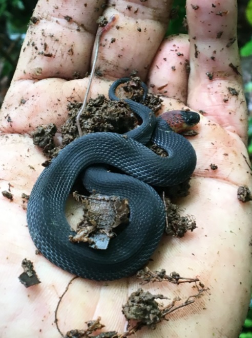 serpiente negra con collar café