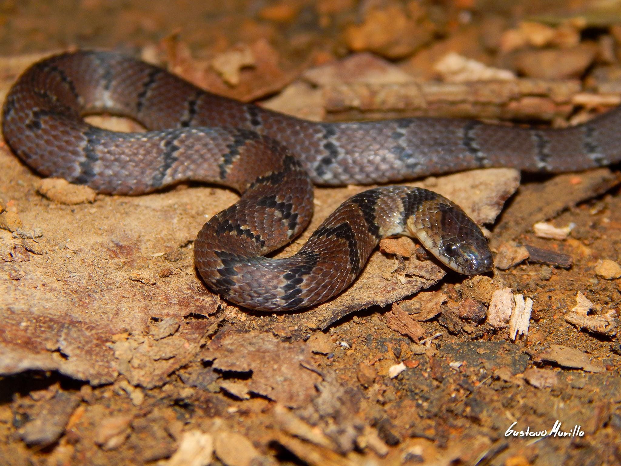 serpiente café con manchas negras