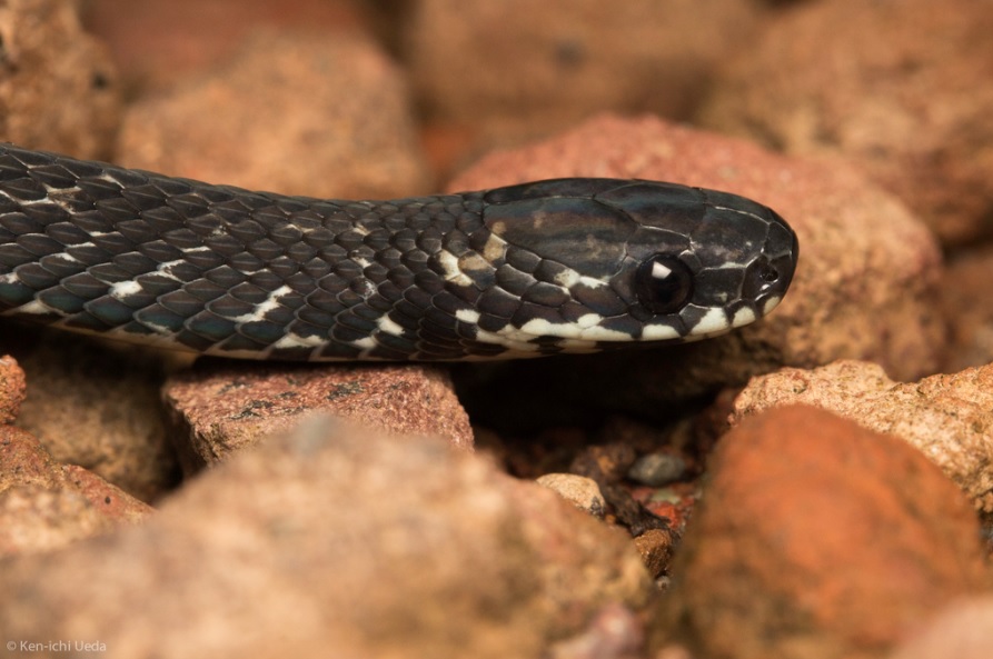 serpiente negra con bandas beige