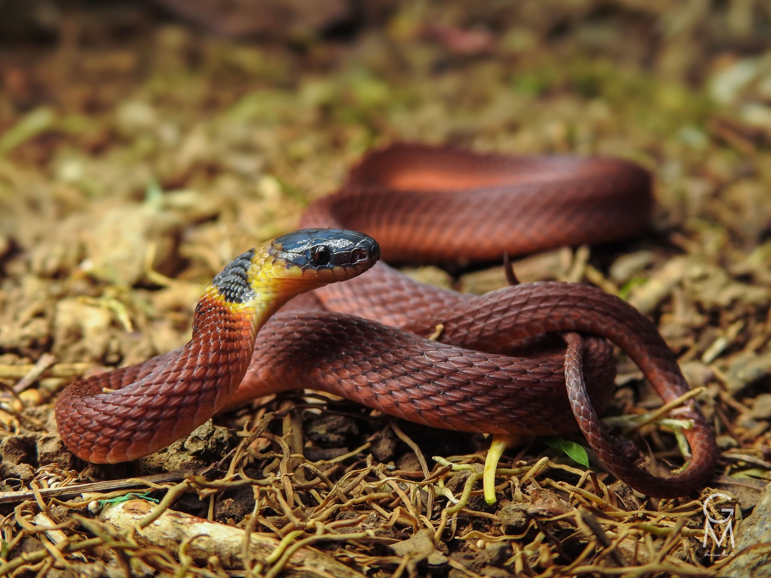 serpiente roja con cabeza negra y amarilla