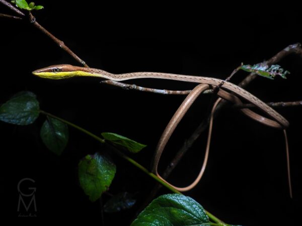 serpiente café con garganta blanca y vientre amarillo