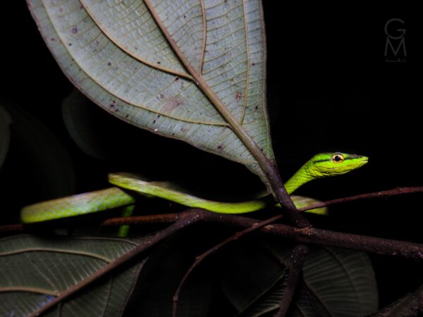 serpiente color verde amarilloso