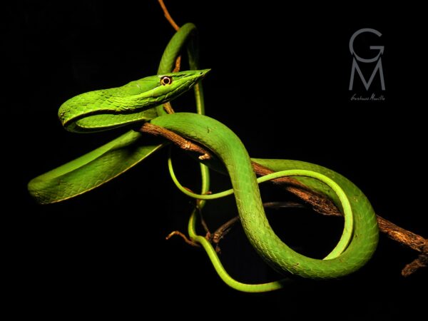 Oxybelis fulgidus serpiente verde con franjas blancas a los lados