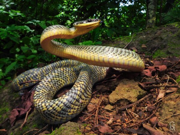 serpiente con manchas negras y amarillas