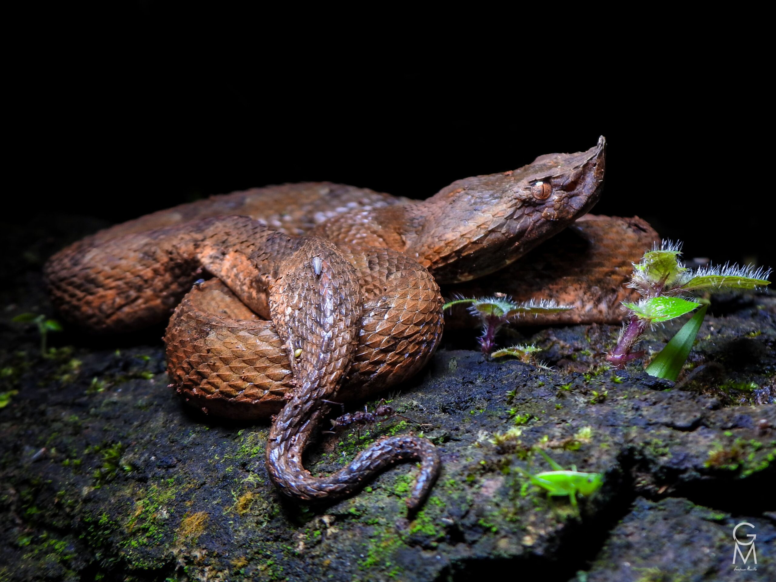 serpiente café con manchas negras