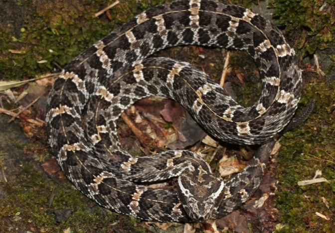 serpiente con manchas café y puntos negros