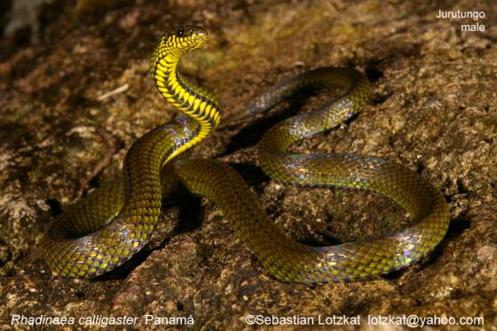 serpiente con manchas negras y amarillas