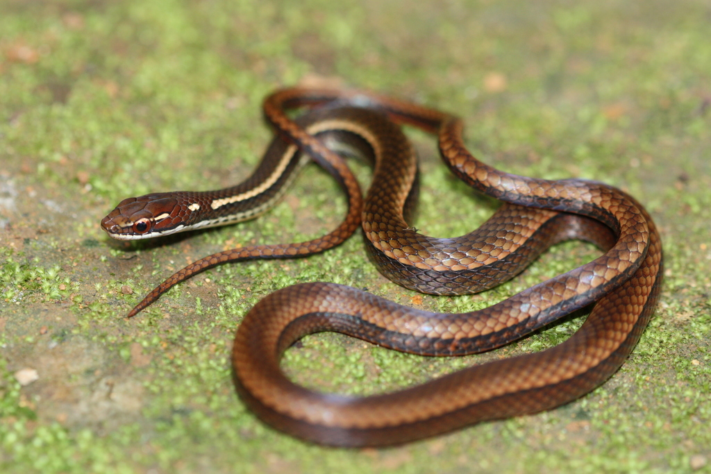 serpiente café con franjas blancas a los lados.