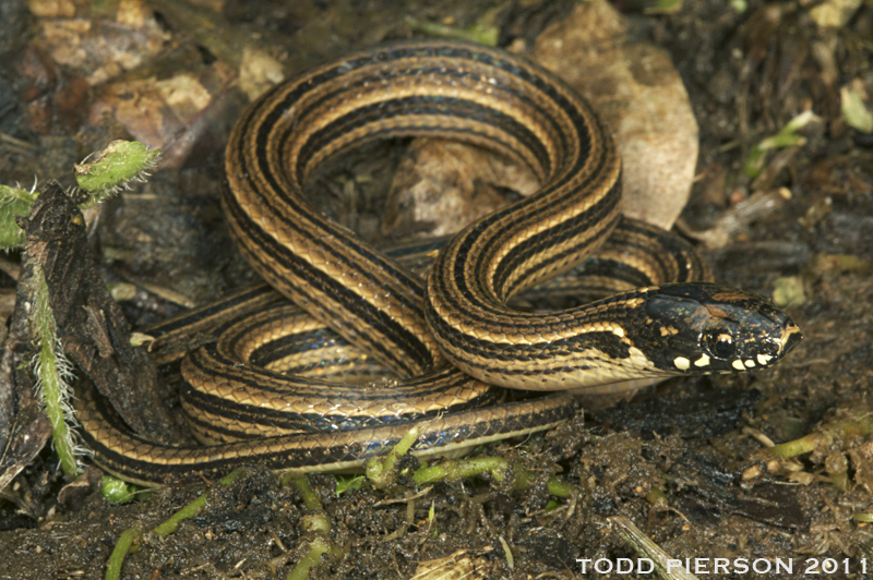 serpiente con rayas amarillas y negras