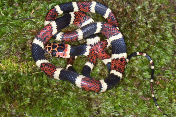 serpiente con anillos blancos rojos y negros y cabeza con manchas