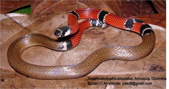 serpieente mitad café y mitad con anillos rojos y negros.