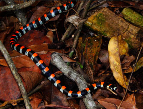 serpiente con franjas negras y una linea color naranja