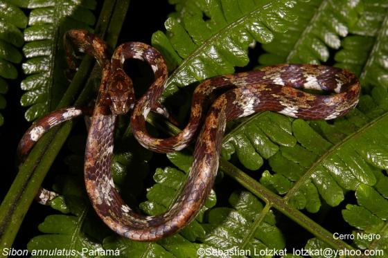 serpiente con anillos café y vientre blanco