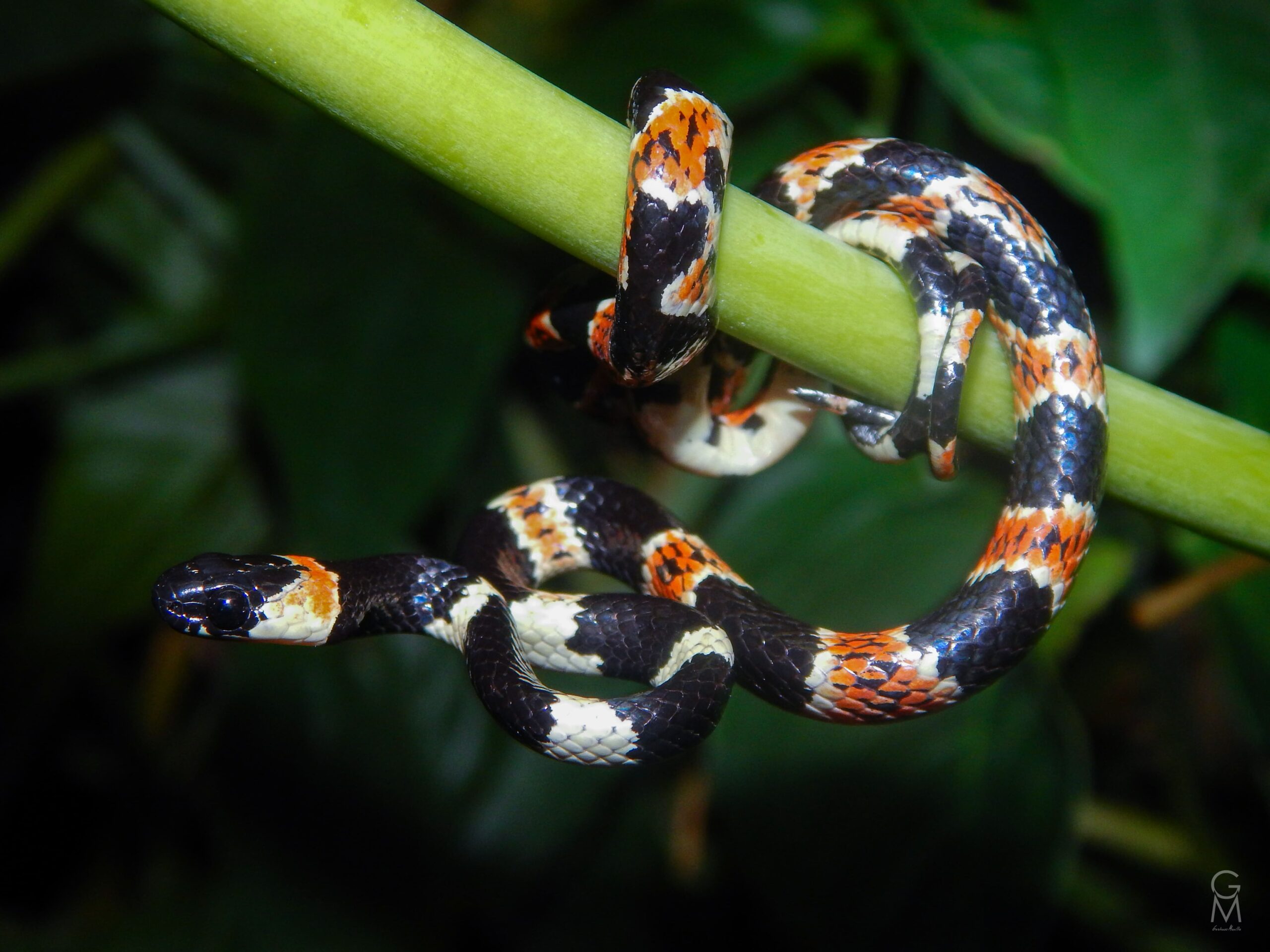 Sibon anthracops serpiente con franjas blancas y manchas naranjas