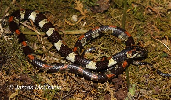 serpiente con franjas blanca café y rojo