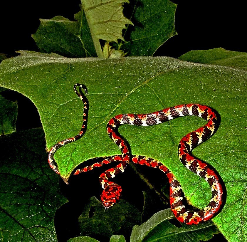 serpiente con franjas rojas y vientre amarillo