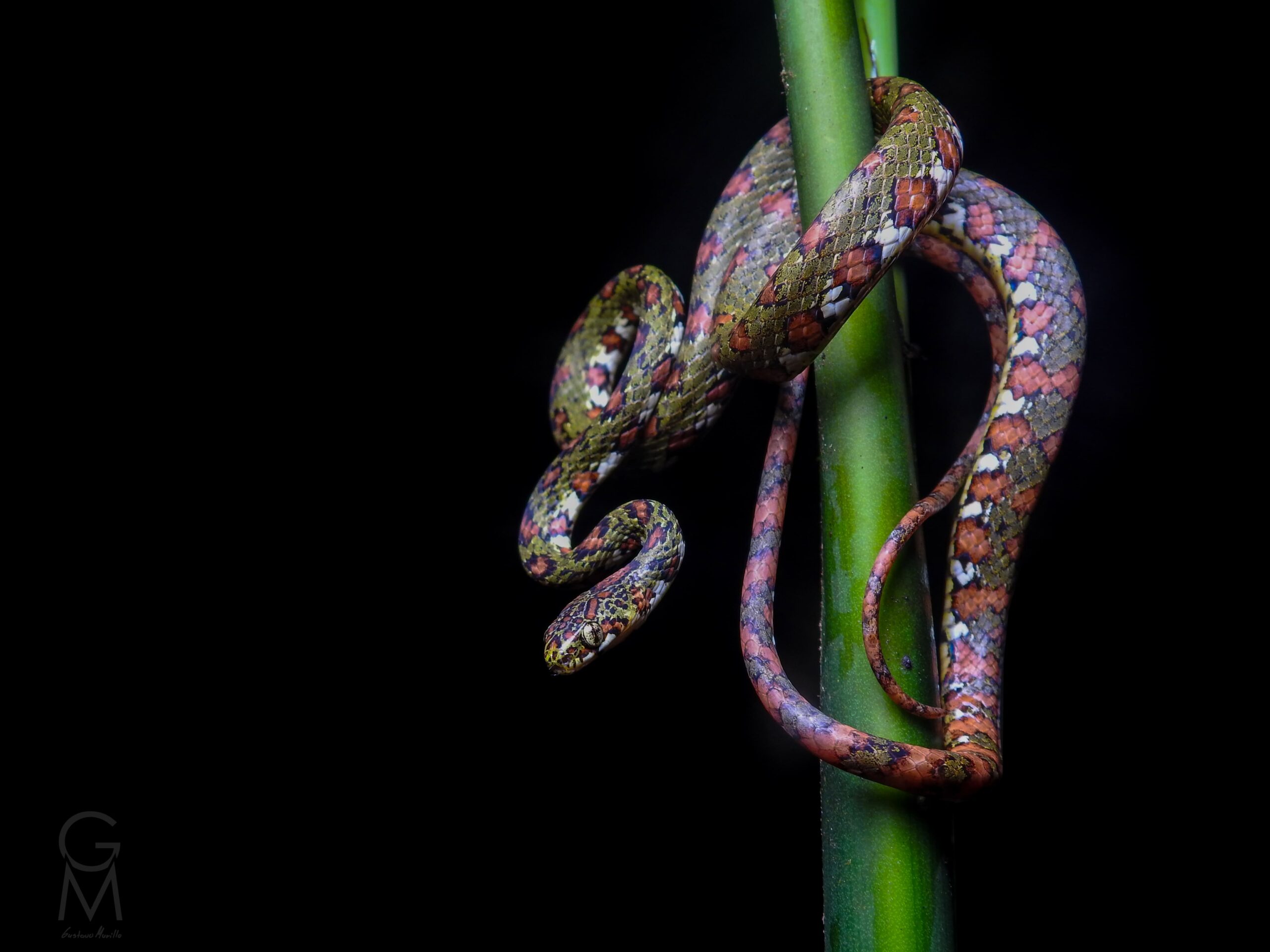 serpiente verde con manchas rojas