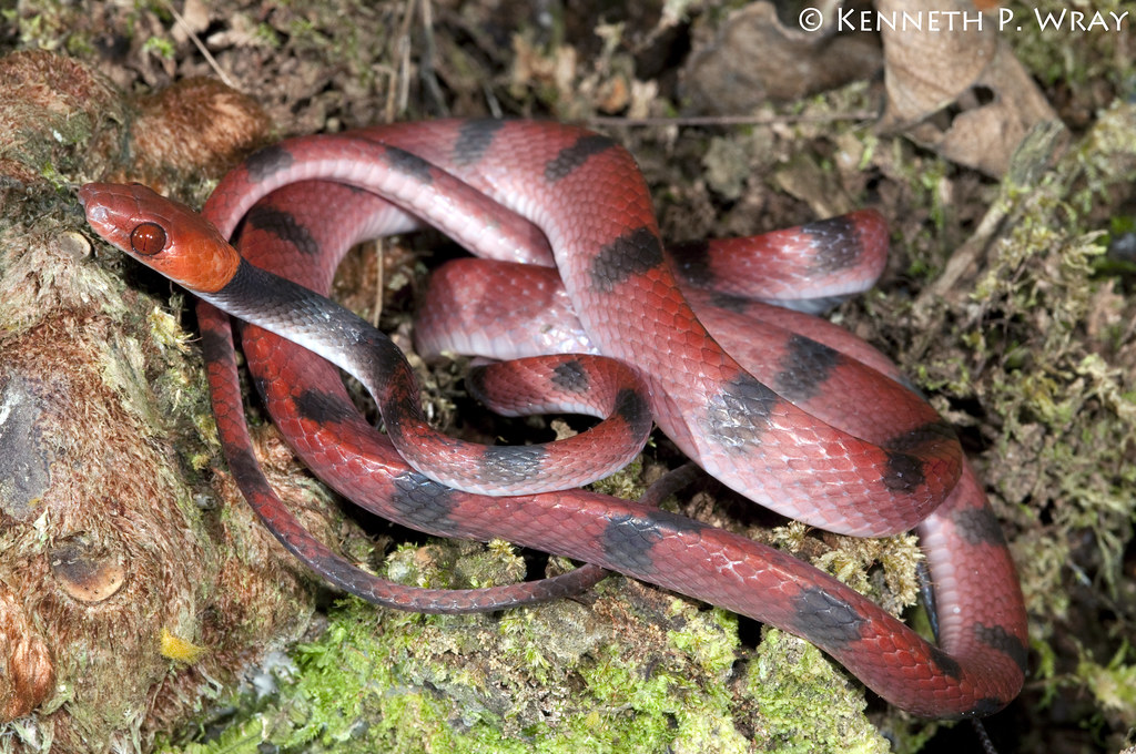 serpiente de cabeza roja con negro y manchas negras