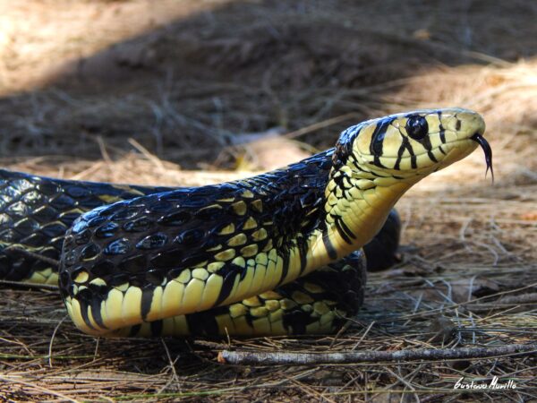 serpiente amarilla con manchas negras