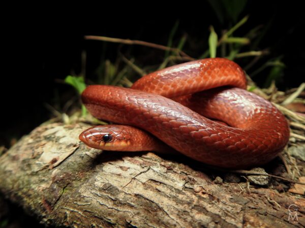 serpiente roja