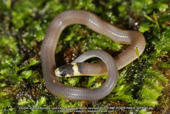 serpiente café anillo amarillo