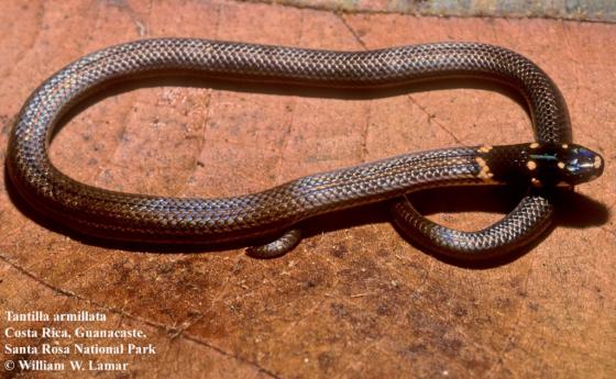 serpiente café con cabeza negra y anillo naranja