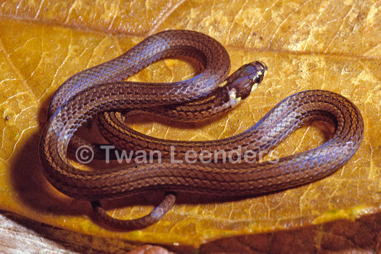 serpiente con collar blanco y puntos café