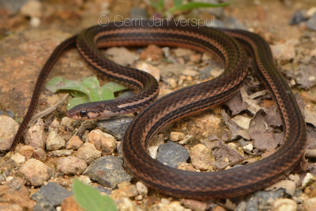 serpiente con puntos café y lineas naranja