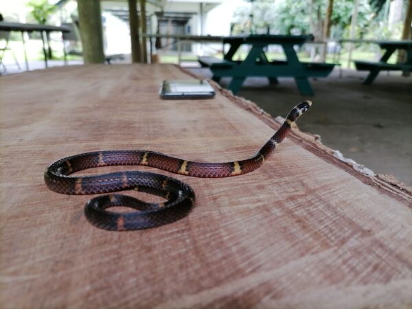 serpiente con manchas naranjas y puntos negros