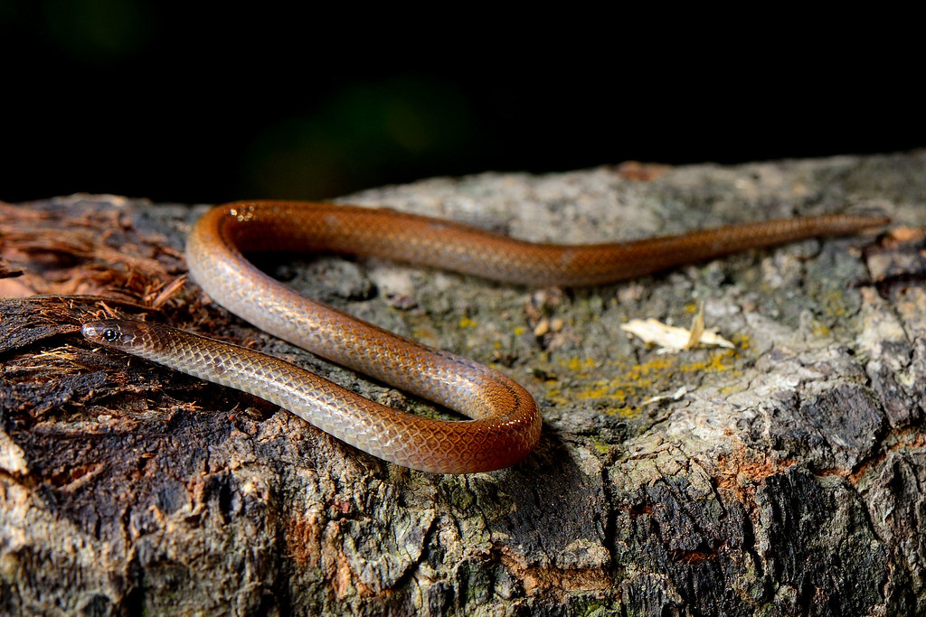 serpiente con cabeza negra lomo café y vientre beige