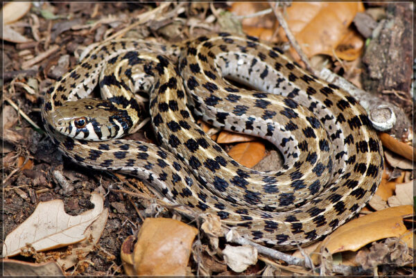 serpiente amarilla con franja blanca y manchas negras