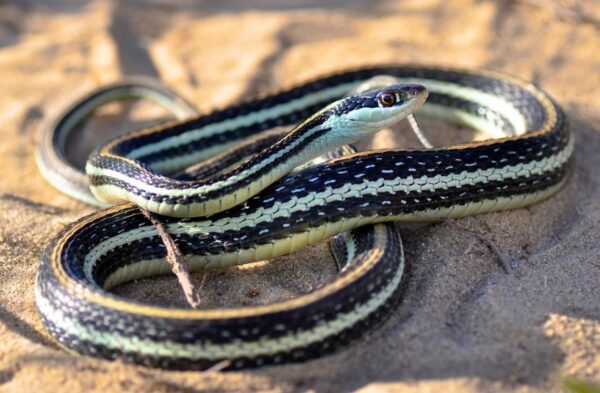 serpiente negra con franjas blancas y verdes